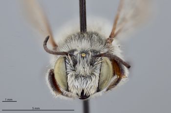 Media type: image;   Entomology 794775 Aspect: head frontal view
